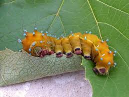 caterpillar