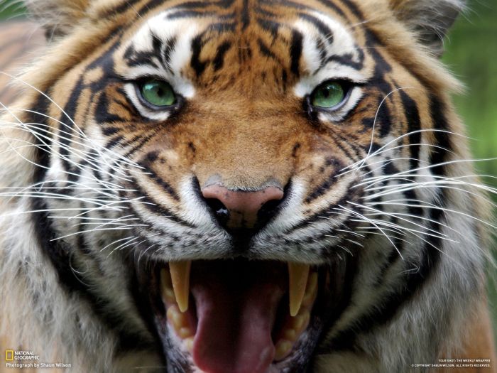 Tiger Anger Management