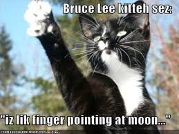 bruce lee kitten