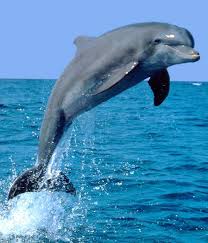 dolphin