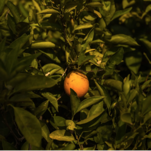 Yoga Retreat Valencia Spain July 2026